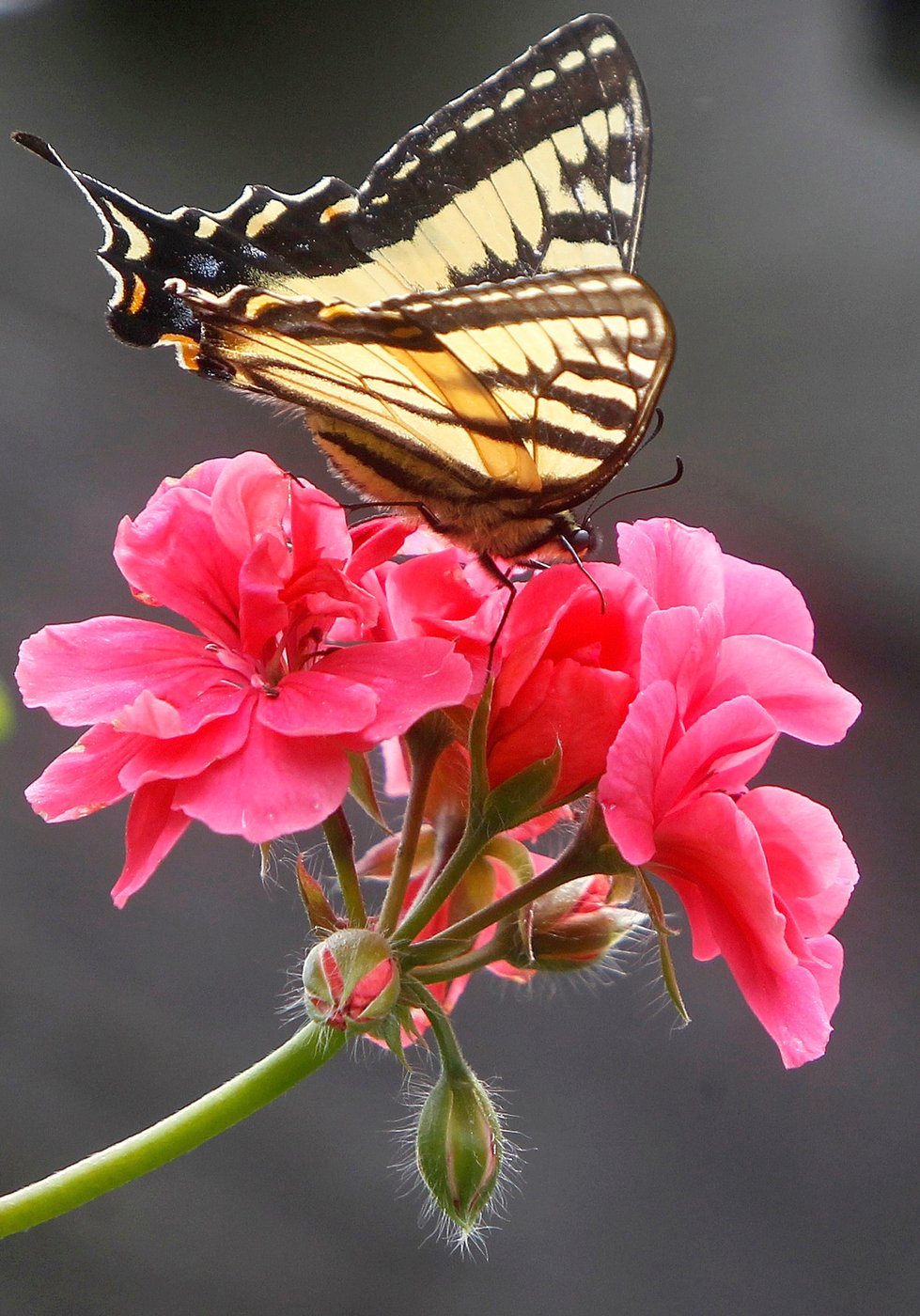 Give caterpillars a 'soft landing' under your trees. The ecosystem will thank you | iNFOnews.ca Give caterpillars a 'soft landing' under your trees. The ecosystem will thank you | iNFOnews.ca