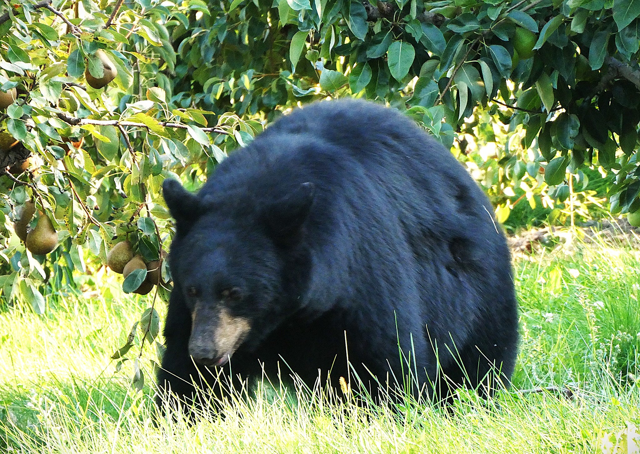 A very fat black bear stands long green grass with pear laden branches hanging beside it.
