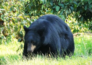 A very fat black bear stands long green grass with pear laden branches hanging beside it.
