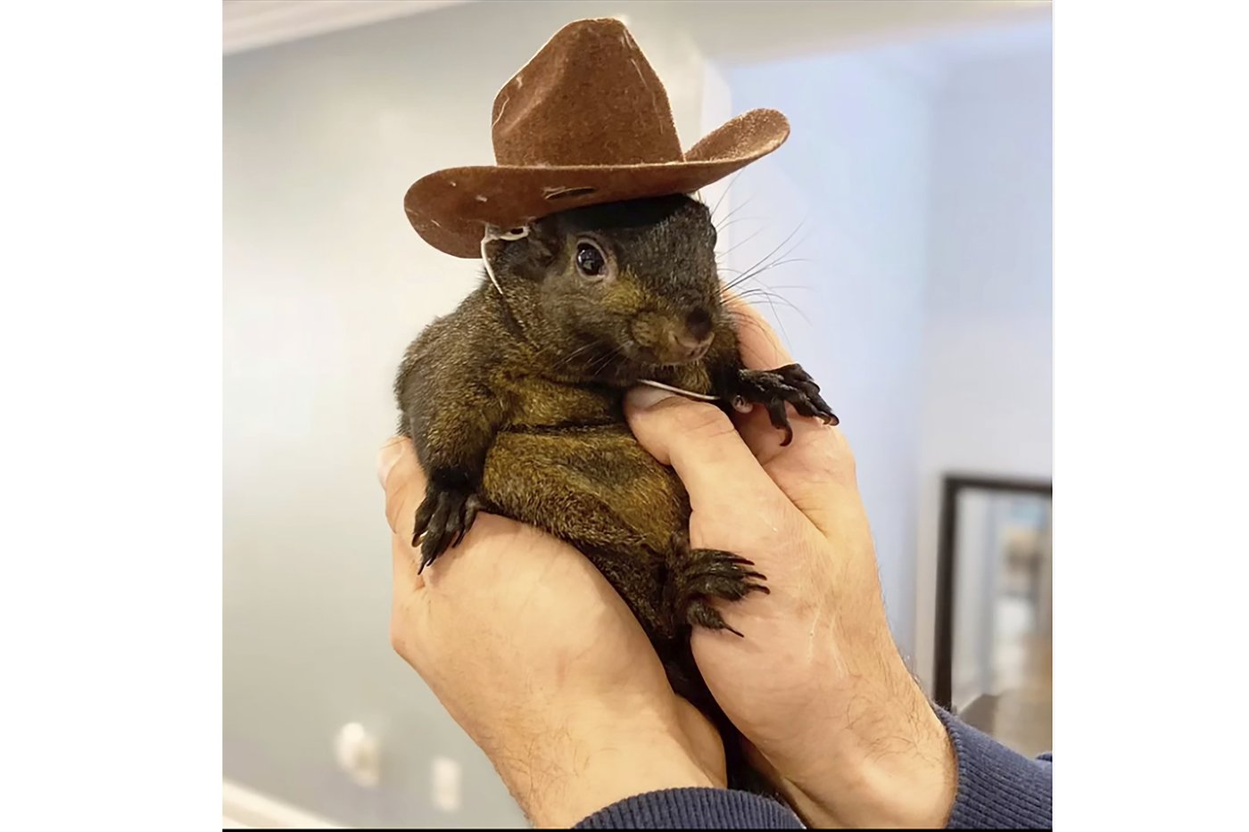 Instagram-famous squirrel named Peanut seized by New York state authorities | iNFOnews.ca