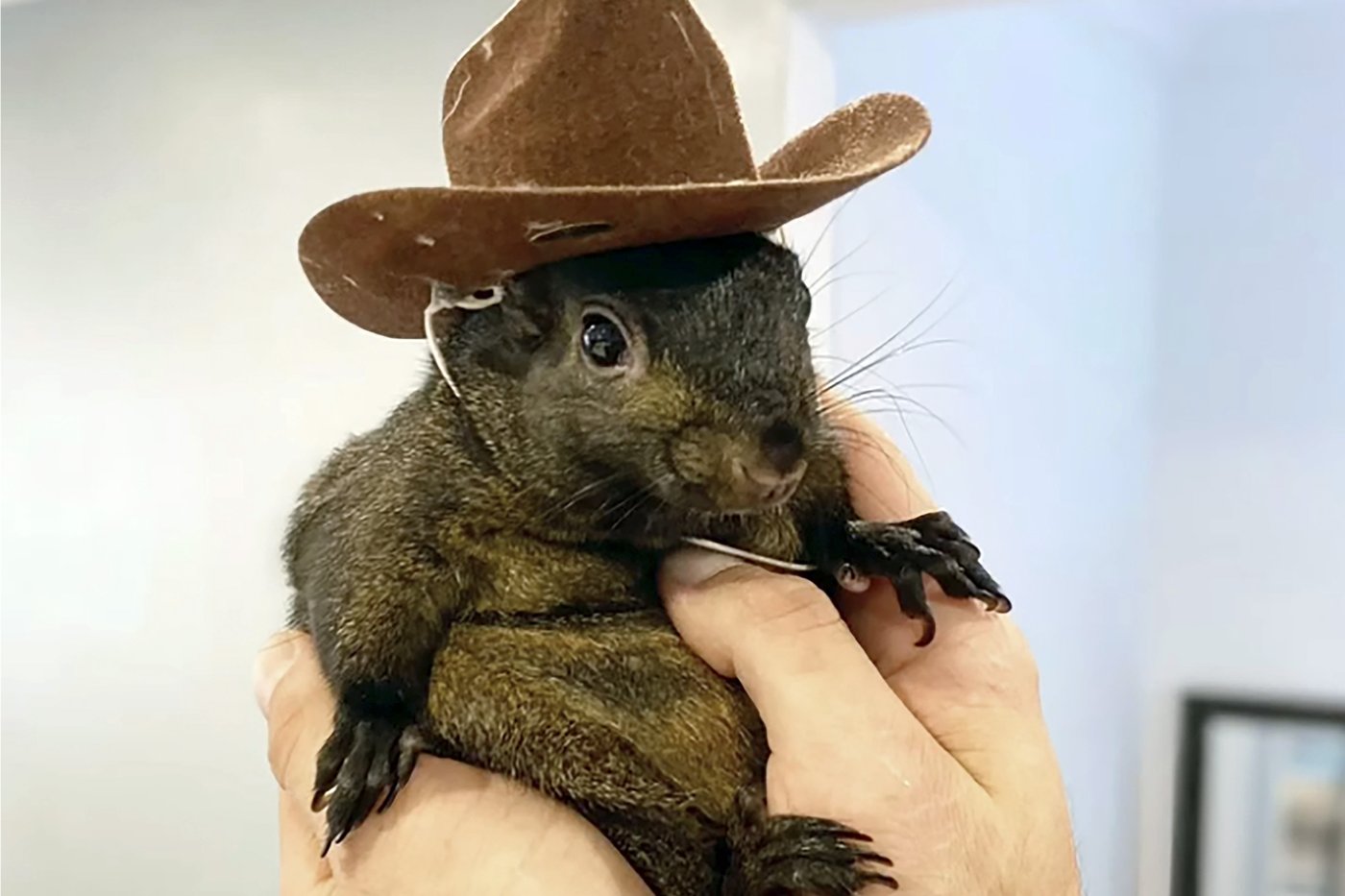 The man who took in orphaned Peanut the squirrel says it’s ‘surreal’ officials euthanized his pet | iNFOnews.ca