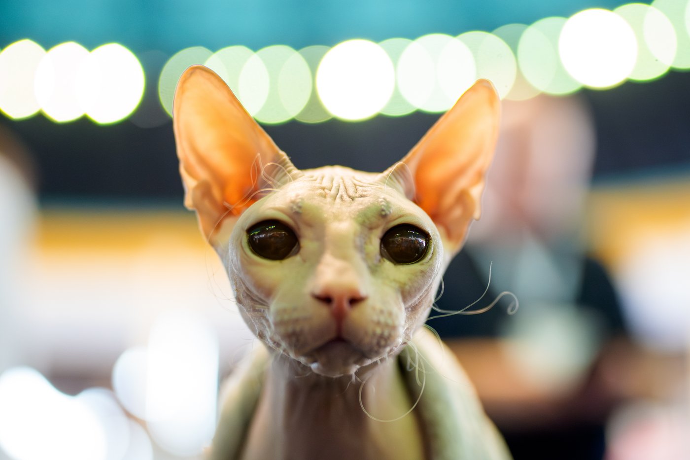 Photos from the world's largest cat show, as 1,000 felines and their fans gather in Romania | iNFOnews.ca
