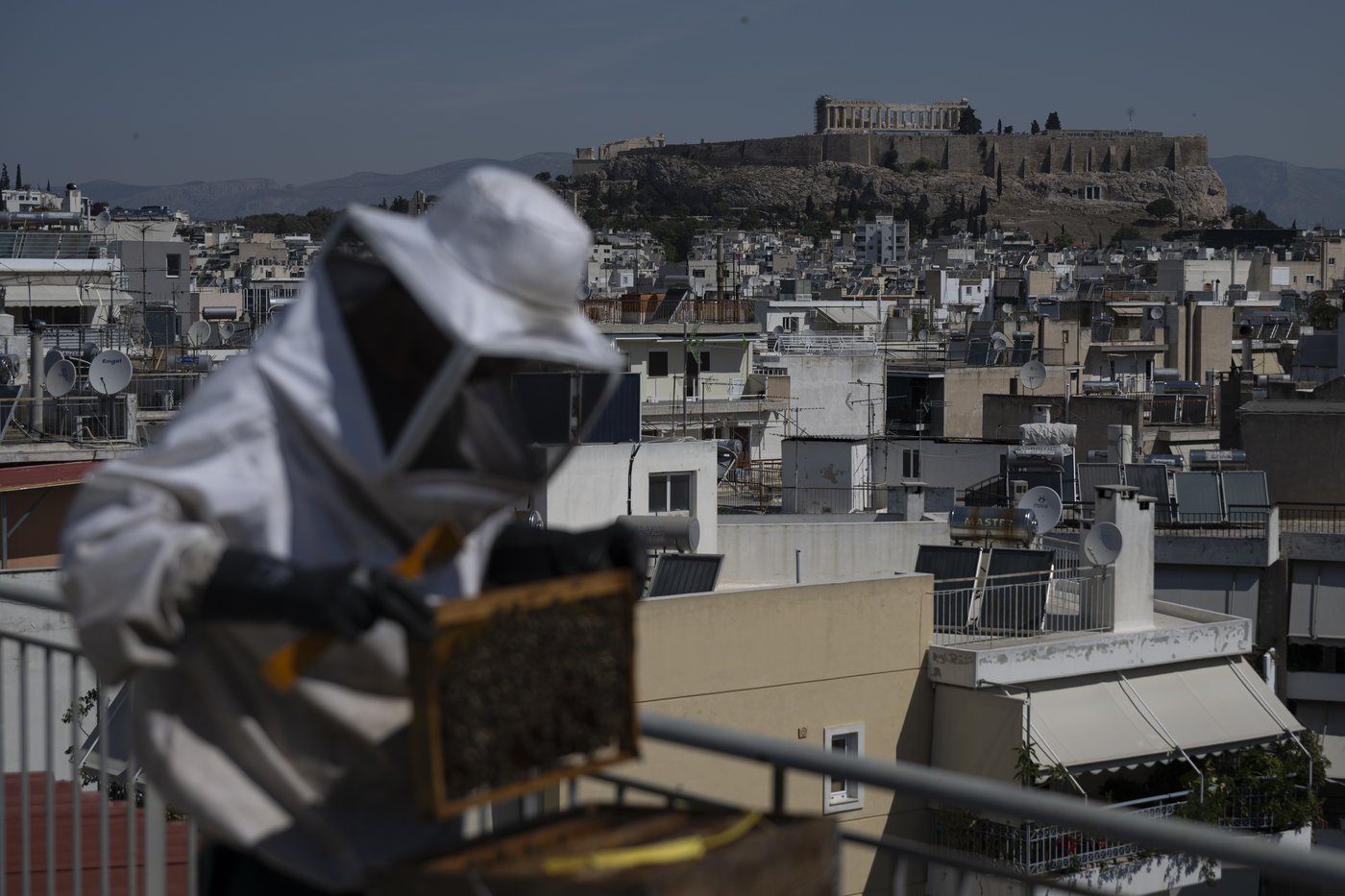 Rooftop beekeeping in Athens: A new buzz in urban ecosystems, in photos | iNFOnews.ca