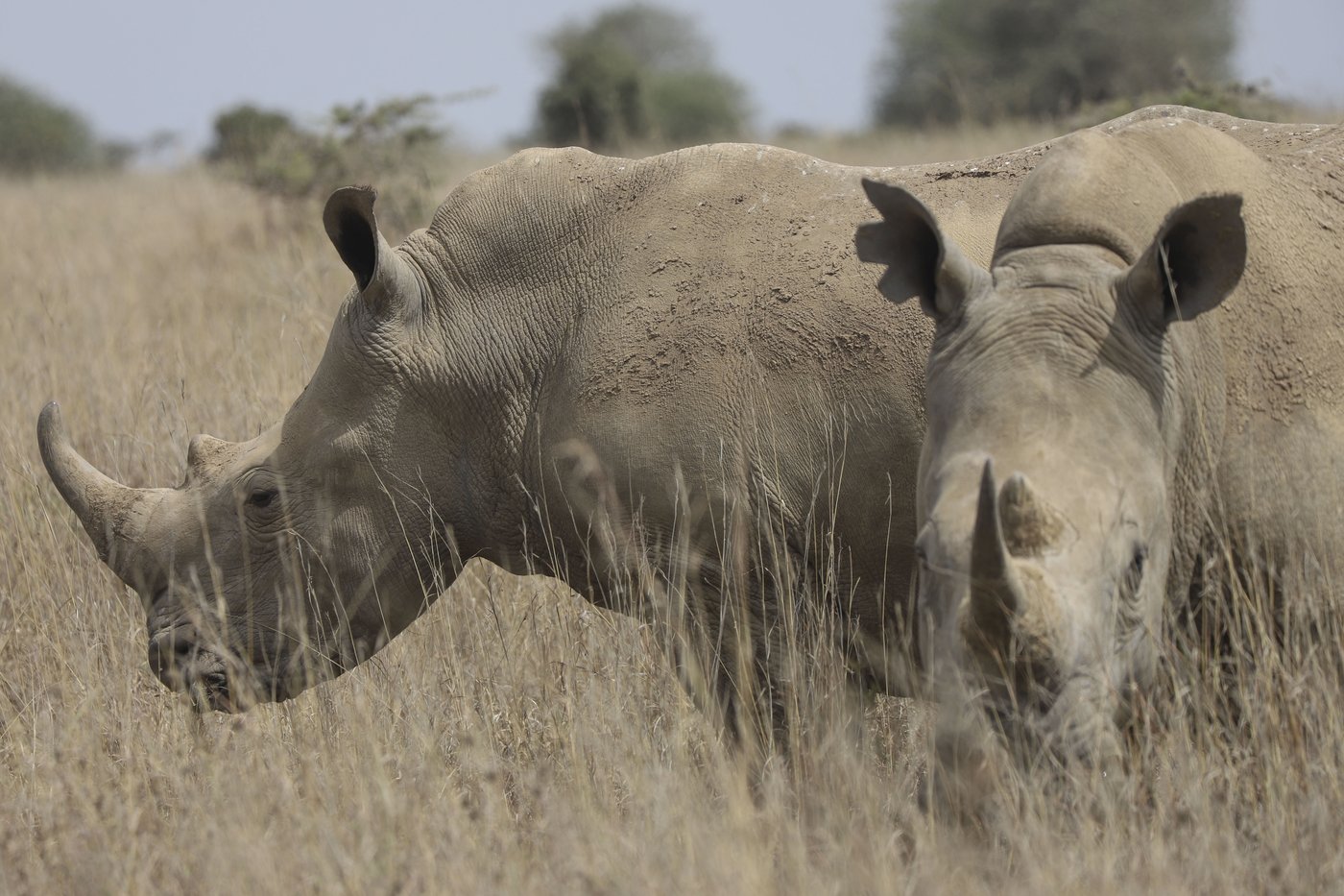 The number of rhinos is slightly up but poaching has increased too | iNFOnews.ca The number of rhinos is slightly up but poaching has increased too | iNFOnews.ca
