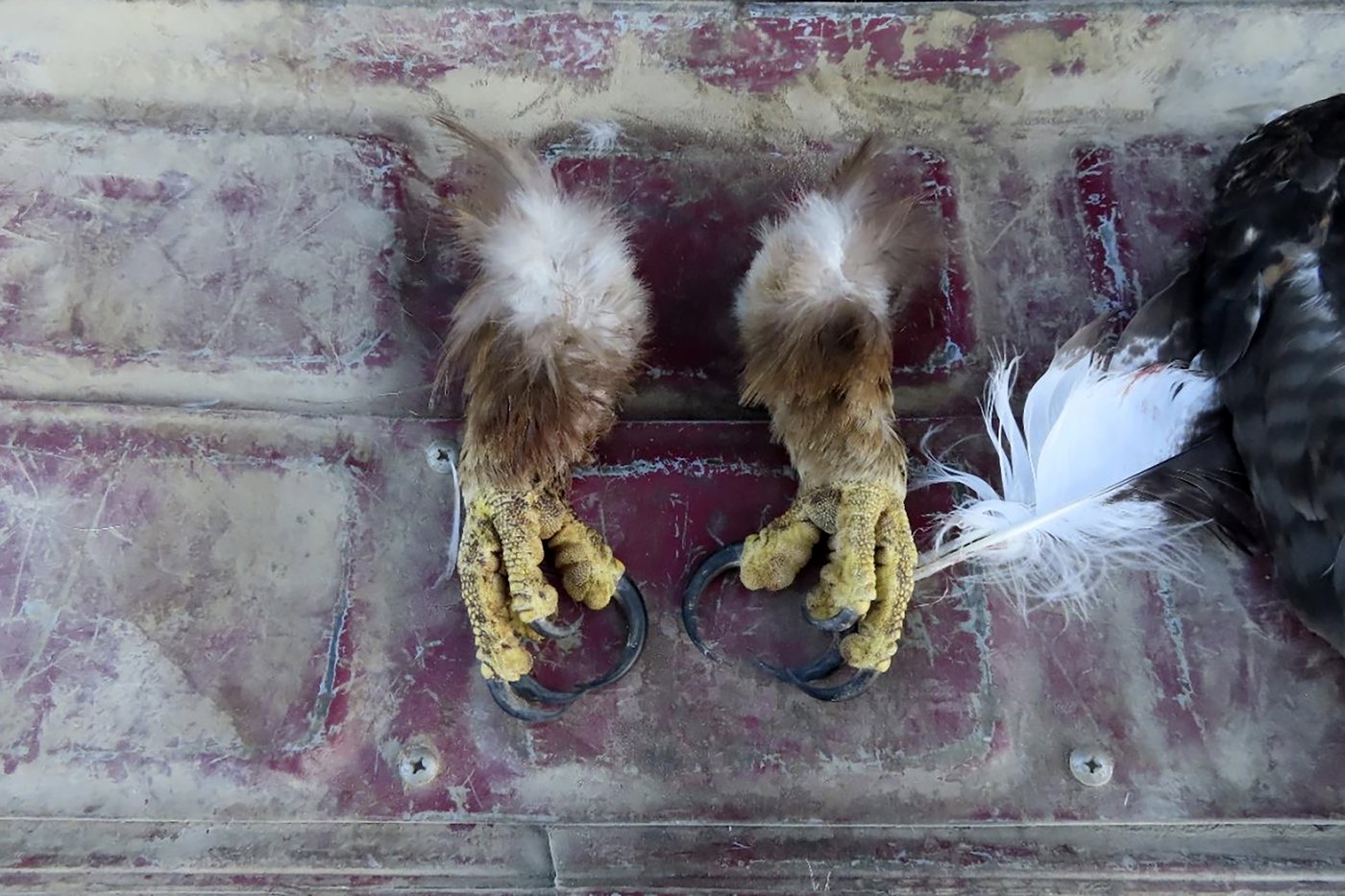 Poachers are exploiting the high demand for eagle feathers that are sacred among Native Americans | iNFOnews.ca