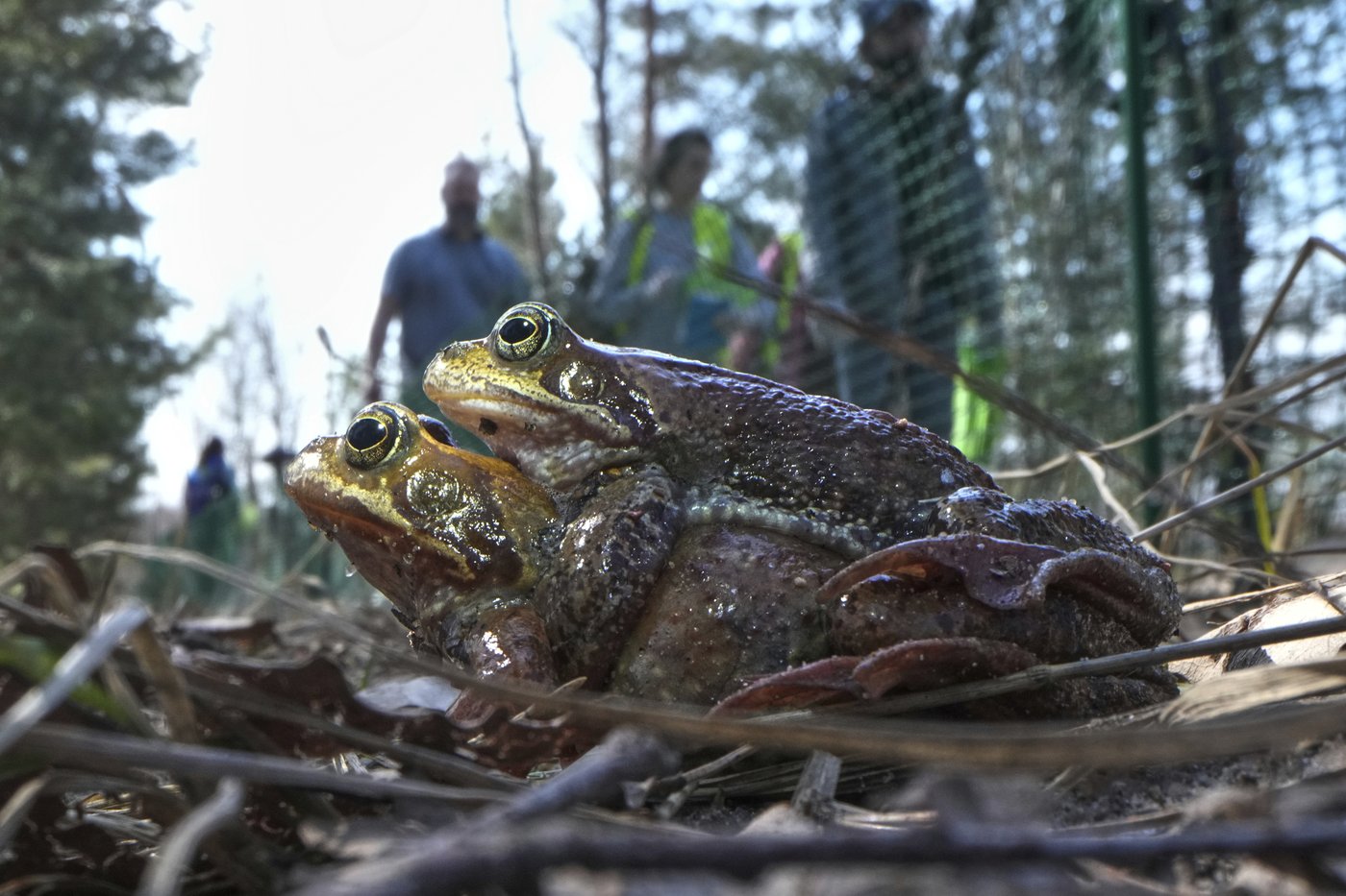 A Russian bucket brigade helps toads and frogs cross the road to get to a spawning site | iNFOnews.ca