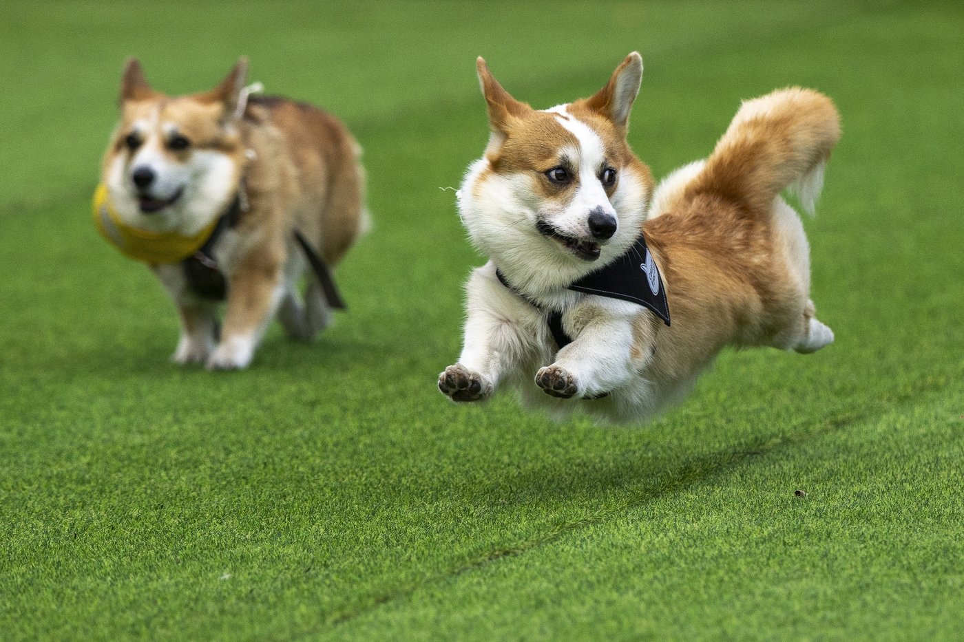 Little legs, big dreams: More than 100 teams compete in Lithuania's international Corgi race | iNFOnews.ca