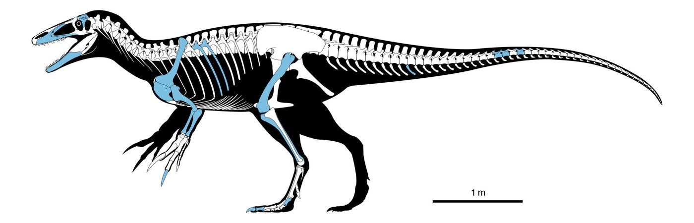 Scientists discover a new dinosaur from Argentina with a crocodile bone in its mouth | iNFOnews.ca Scientists discover a new dinosaur from Argentina with a crocodile bone in its mouth | iNFOnews.ca