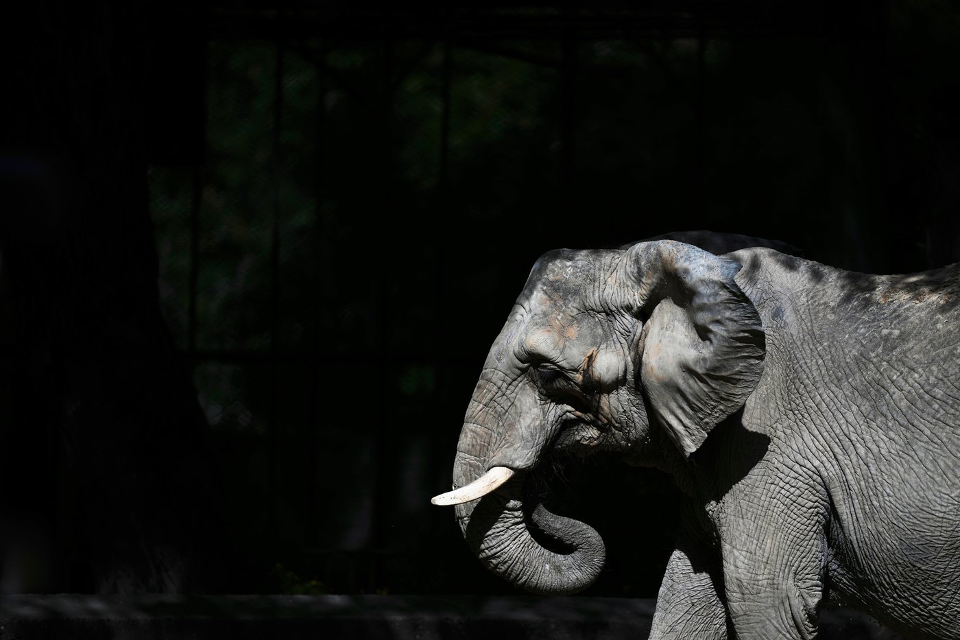 Pupy the elephant arrives at a Brazil sanctuary after 30 years in Argentine zoo | iNFOnews.ca