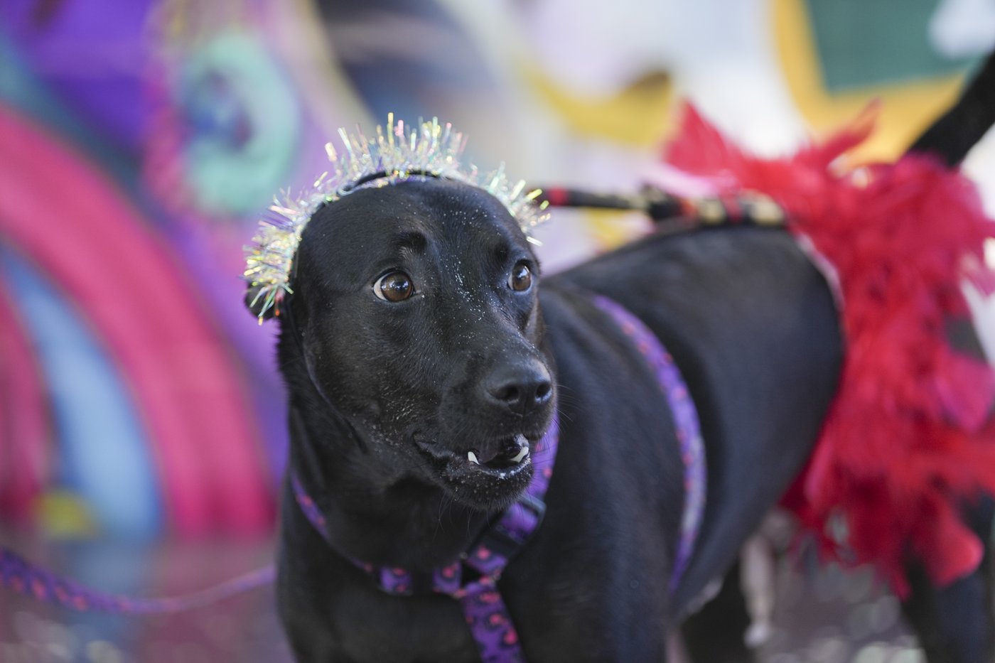 The Rio Carnival street party where dogs parade as superheroes and cartoon characters | iNFOnews.ca The Rio Carnival street party where dogs parade as superheroes and cartoon characters | iNFOnews.ca