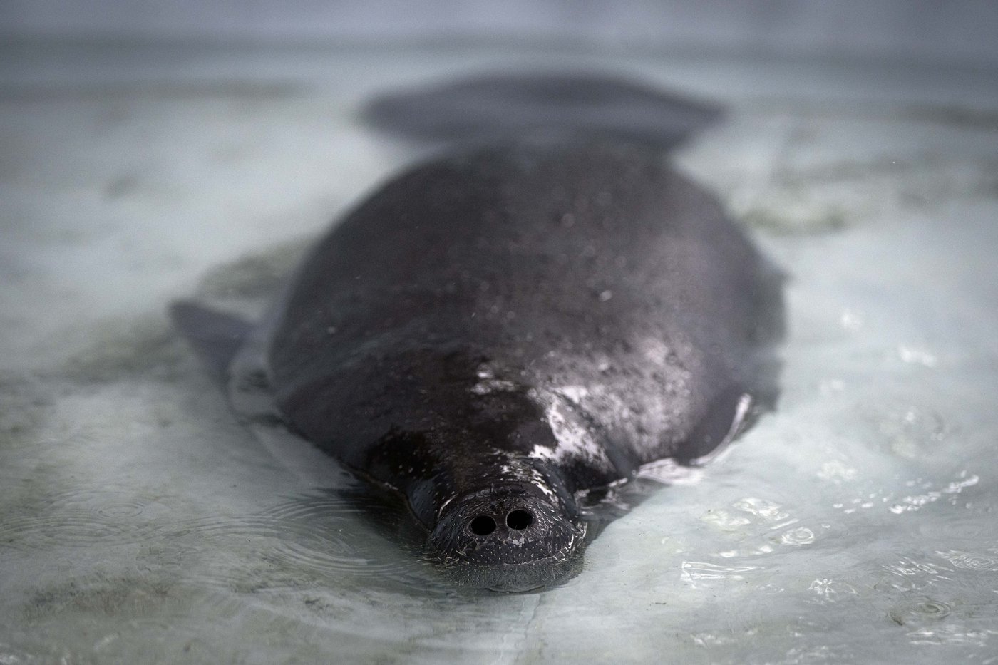 Hope floats in the Amazon as Bacuri, a young manatee, fights for survival | iNFOnews.ca Hope floats in the Amazon as Bacuri, a young manatee, fights for survival | iNFOnews.ca
