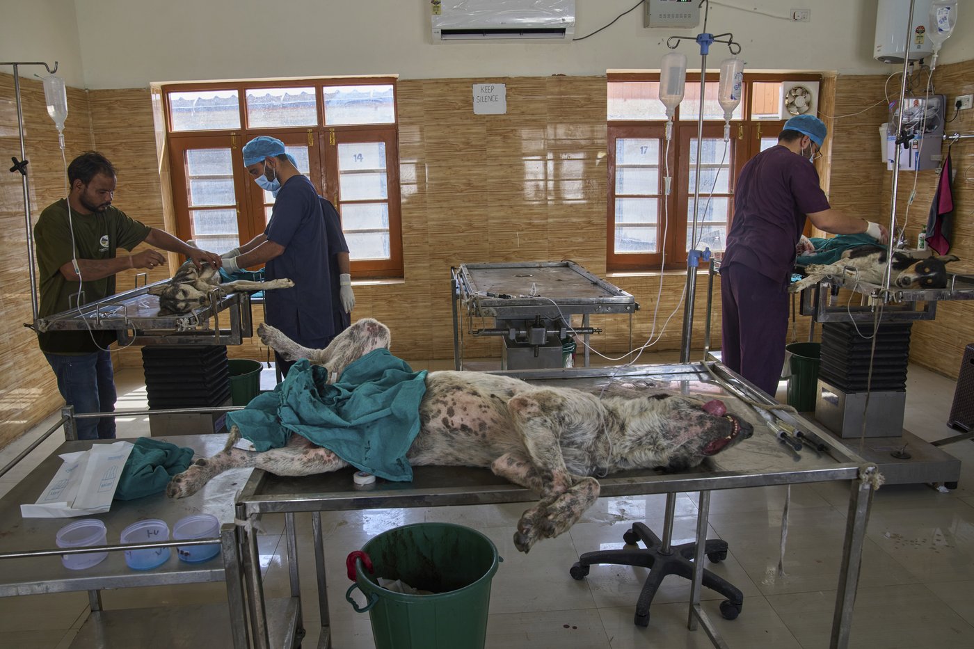 Photos of stray dogs in Indian-controlled Kashmir and attempts to control their population | iNFOnews.ca