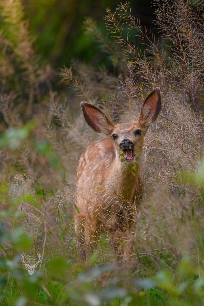 iN PHOTOS: Wildlife caught on camera being funny in Kamloops, Okanagan | iNFOnews.ca