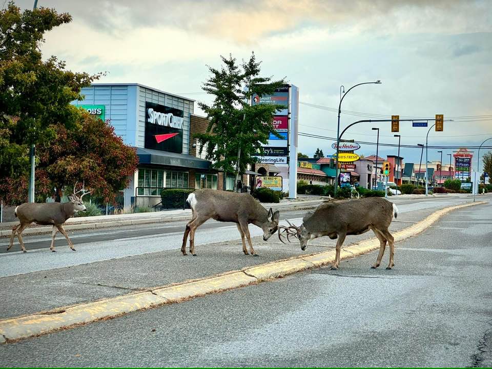 iN PHOTOS: Deer, bighorn sheep stuck in a rut in Kamloops, Okanagan | iNFOnews.ca Two male deer butt heads on an concrete island in between two highway lanes.