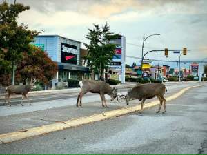 Two male deer butt heads on an concrete island in between two highway lanes.