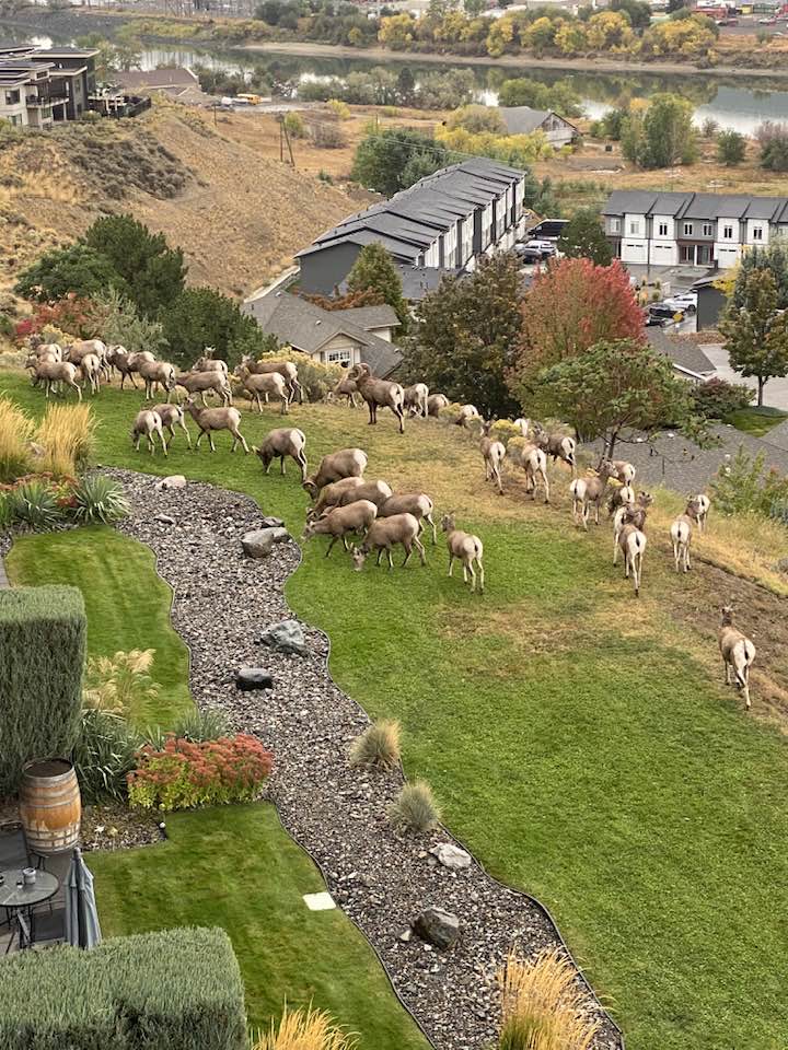 iN PHOTOS: Deer, bighorn sheep stuck in a rut in Kamloops, Okanagan | iNFOnews.ca iN PHOTOS: Deer, bighorn sheep stuck in a rut in Kamloops, Okanagan | iNFOnews.ca