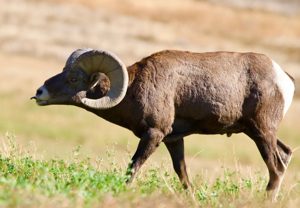 iN PHOTOS: The courtship behaviour of bighorn rams in Okanagan, Kamloops | iNFOnews.ca
