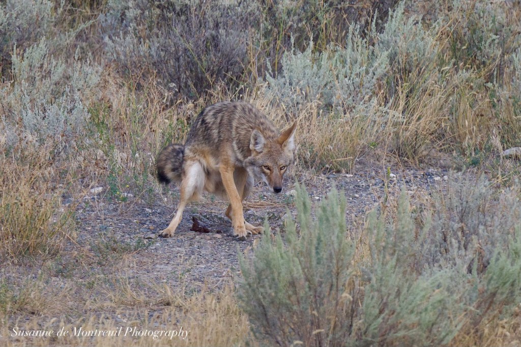 iN PHOTOS: Wildlife caught on camera being funny in Kamloops, Okanagan | iNFOnews.ca