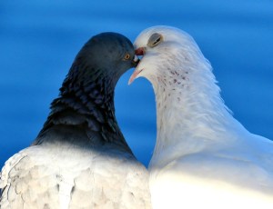 A pair of doves push their beaks together in front of a blue lake.