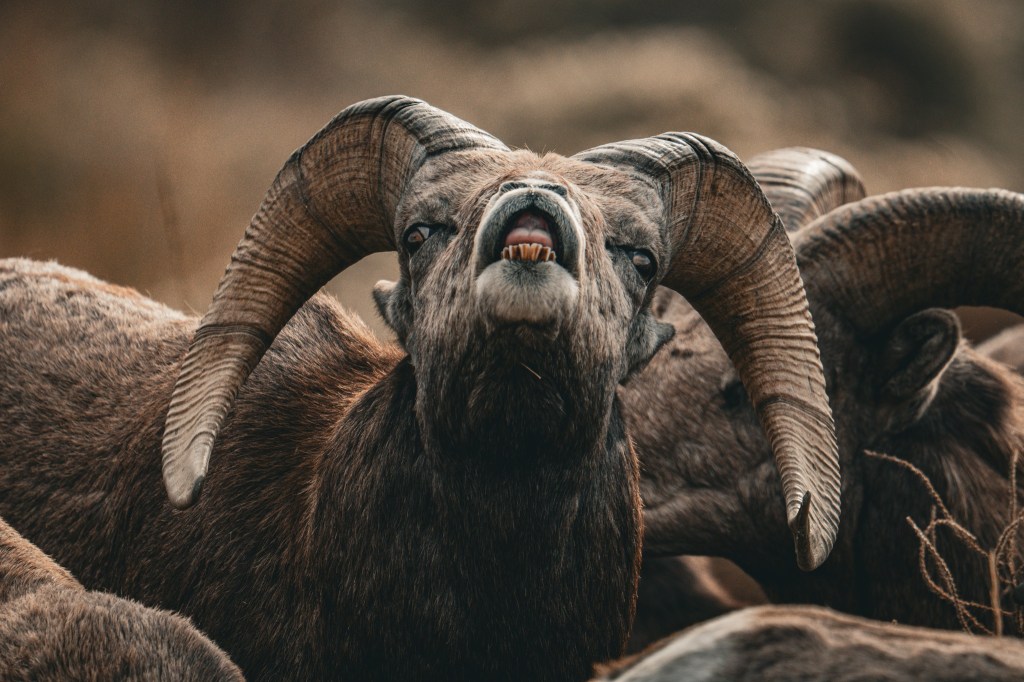 iN PHOTOS: Wildlife caught on camera being funny in Kamloops, Okanagan | iNFOnews.ca