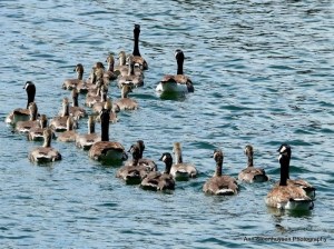 A flock of geese swimming in a lake.