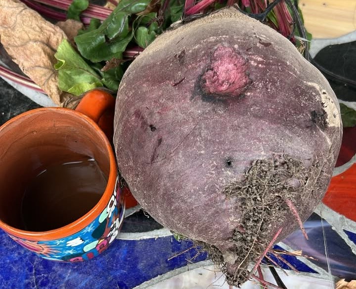 iN PHOTOS: The biggest eggplant in Kelowna and other Thompson-Okanagan veggie tales | iNwine