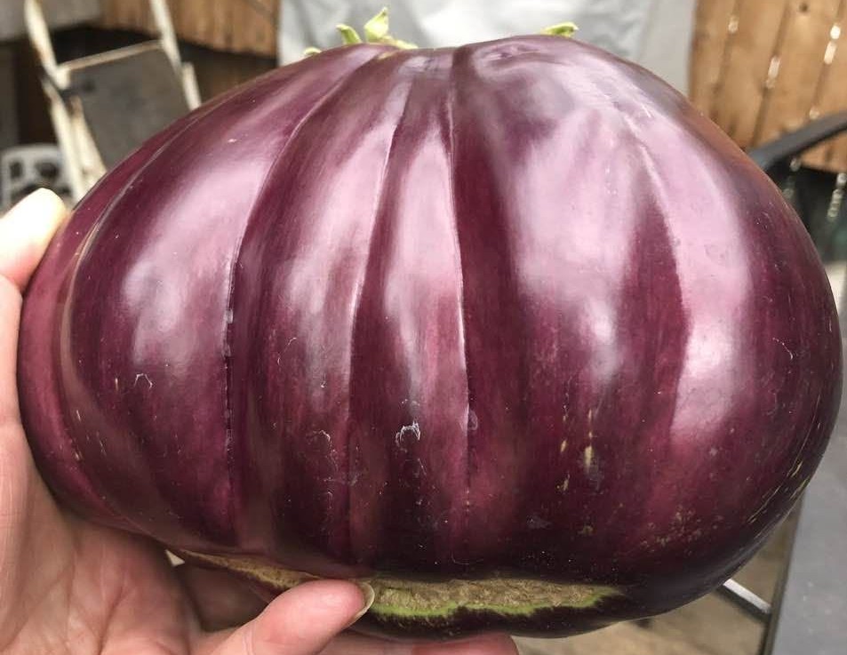 iN PHOTOS: The biggest eggplant in Kelowna and other Thompson-Okanagan veggie tales | iNwine
