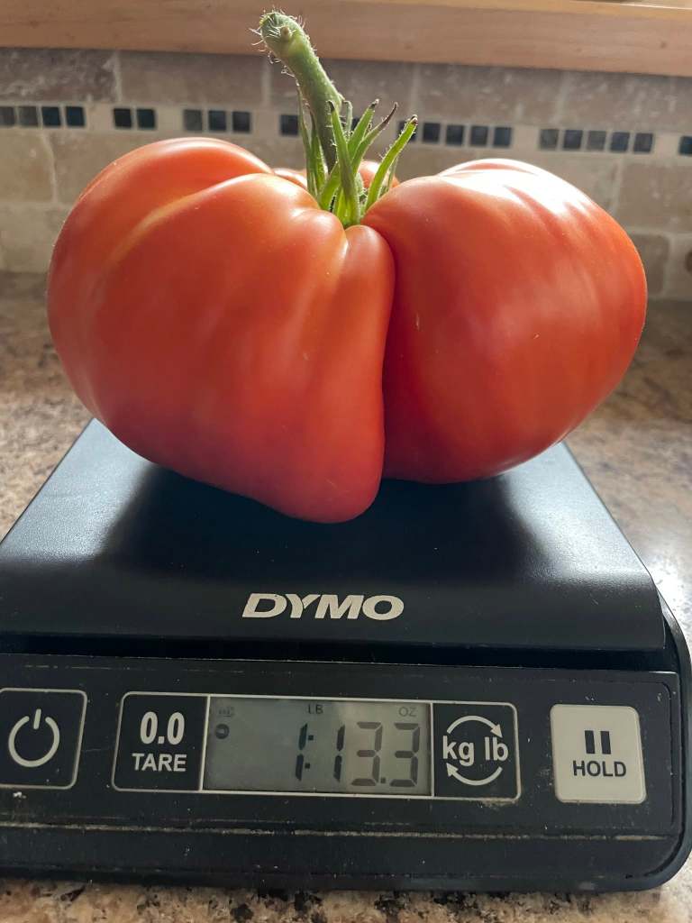 iN PHOTOS: The biggest eggplant in Kelowna and other Thompson-Okanagan veggie tales | iNwine