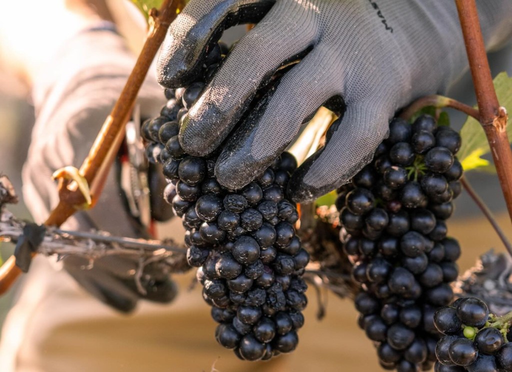 iN PHOTOS: Bountiful grape crop bursts with colour in Okanagan, Kamloops | iNwine