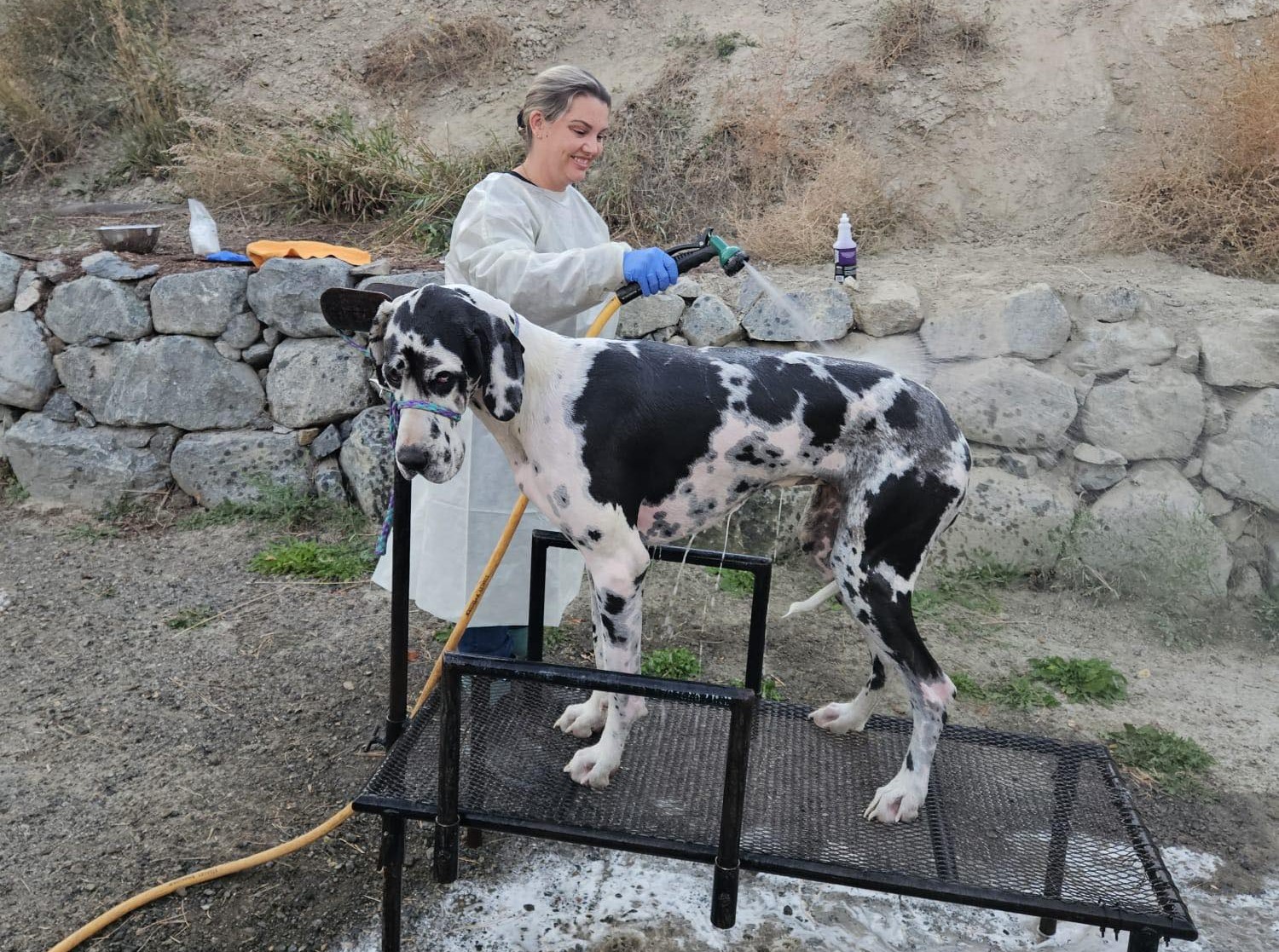 A woman in a protective coat and blue gloves washes a great Dane that is standing on a metal table.