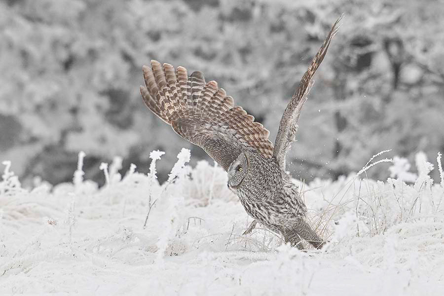 iN PHOTOS: Hungry predators on the hunt in Okanagan, Kamloops | iNFOnews.ca