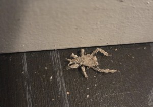 A mottled grey and brown insect covered in dust is on a brown floor by an off-white coloured wall.