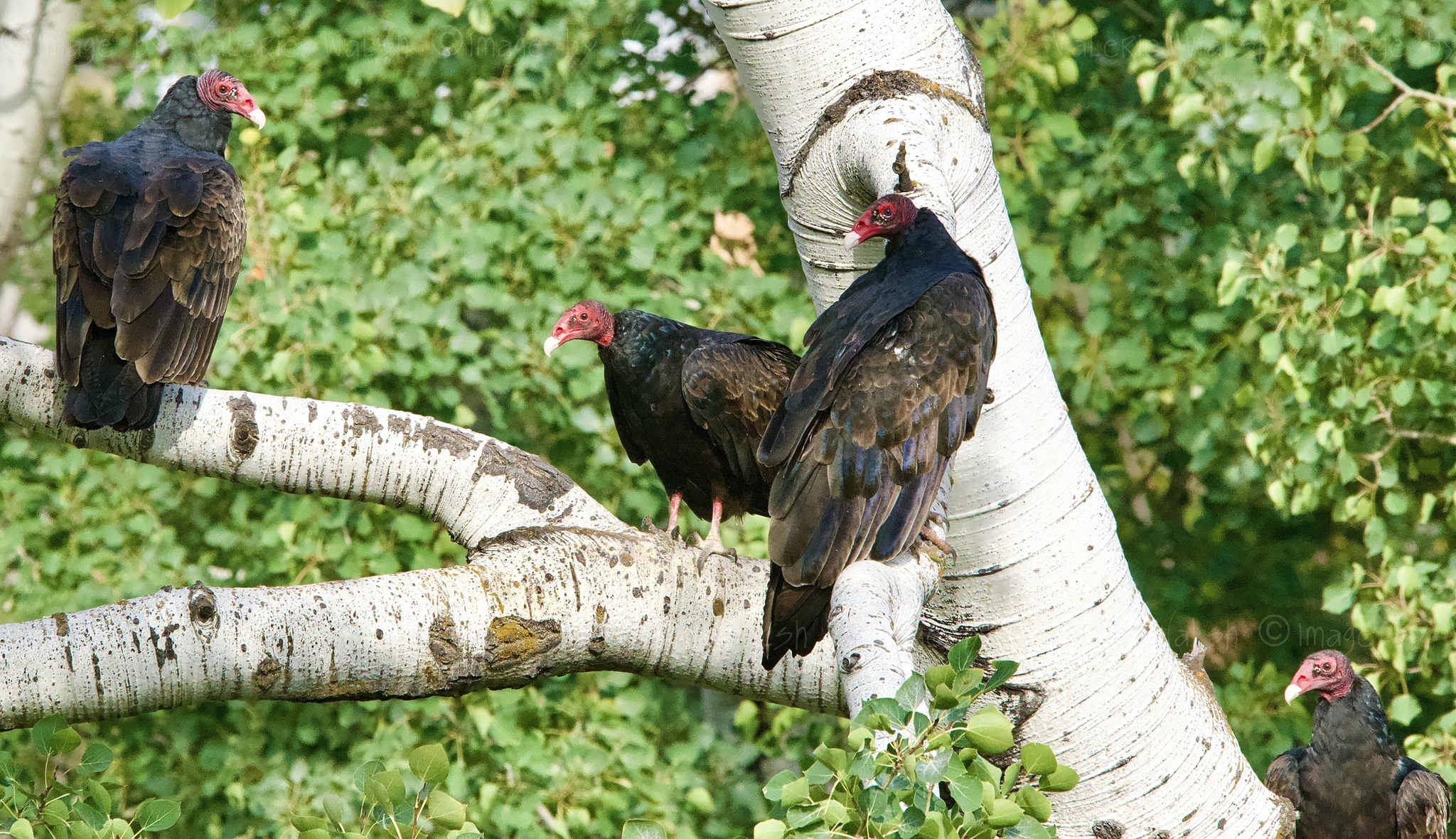 iN PHOTOS: Committees, kaleidoscopes and romps in Kamloops, Okanagan | iNFOnews.ca Four brown turkey vultures with red, leathery faces perch on the smooth white branches of a deciduous tree.