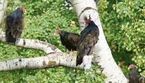 Four brown turkey vultures with red, leathery faces perch on the smooth white branches of a deciduous tree.
