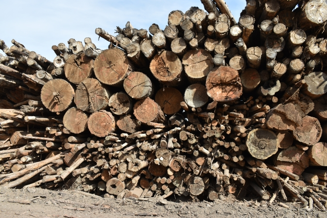 A stack of logs in a lumber yard.