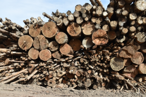 A stack of logs in a lumber yard.