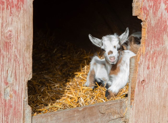 iN PHOTOS: Five affordable petting zoos to visit in Kamloops, Okanagan | iNFOnews.ca iN PHOTOS: Five affordable petting zoos to visit in Kamloops, Okanagan | iNFOnews.ca