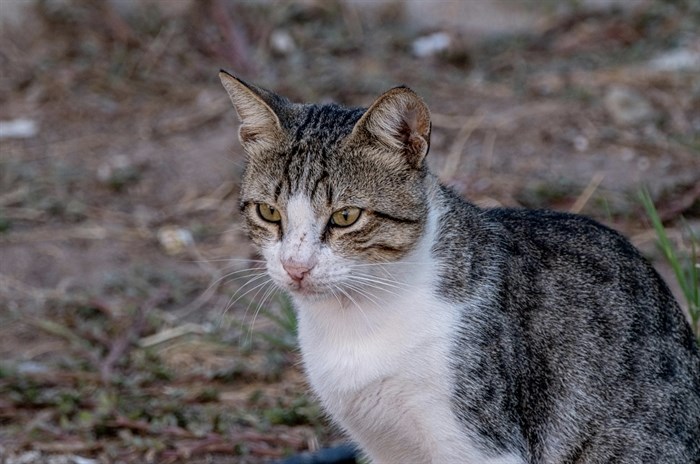 Kelowna neighbour dispute over cat poop leads to arrest, court action | iNFOnews.ca Kelowna neighbour dispute over cat poop leads to arrest, court action | iNFOnews.ca