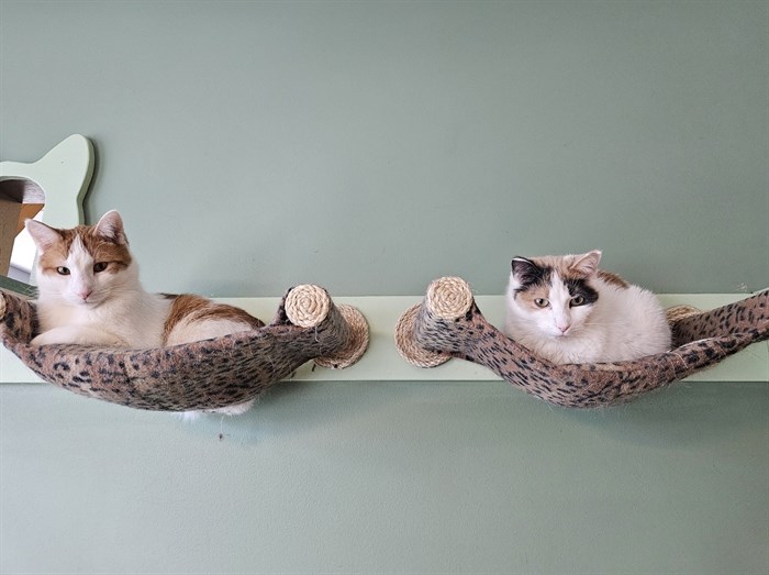 iN PHOTOS: Cute cats lounge away in Kamloops, Okanagan | iNFOnews.ca iN PHOTOS: Cute cats lounge away in Kamloops, Okanagan | iNFOnews.ca