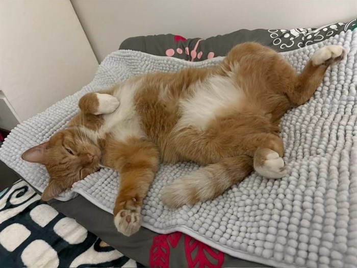 iN PHOTOS: Cute cats lounge away in Kamloops, Okanagan | iNFOnews.ca iN PHOTOS: Cute cats lounge away in Kamloops, Okanagan | iNFOnews.ca