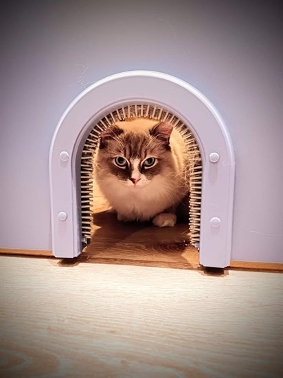 iN PHOTOS: Cute cats lounge away in Kamloops, Okanagan | iNFOnews.ca iN PHOTOS: Cute cats lounge away in Kamloops, Okanagan | iNFOnews.ca