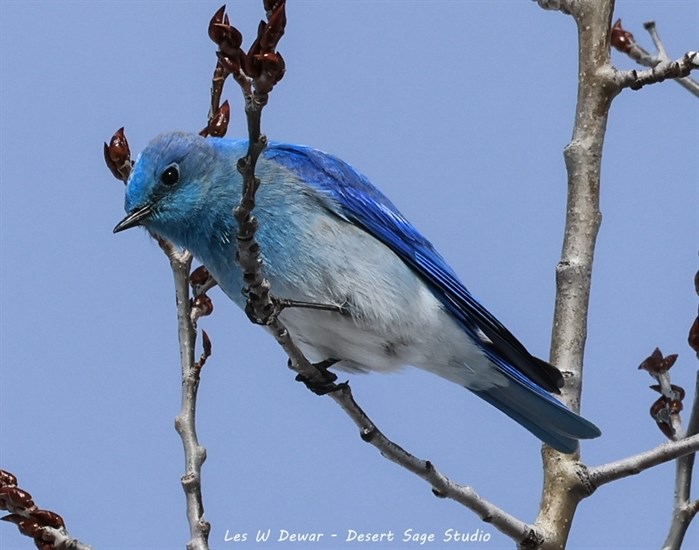iN PHOTOS: Migratory birds are returning to Okanagan, Kamloops | iNFOnews.ca iN PHOTOS: Migratory birds are returning to Okanagan, Kamloops | iNFOnews.ca