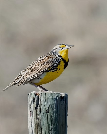 iN PHOTOS: Migratory birds are returning to Okanagan, Kamloops | iNFOnews.ca iN PHOTOS: Migratory birds are returning to Okanagan, Kamloops | iNFOnews.ca