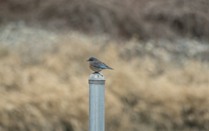 iN PHOTOS: Migratory birds are returning to Okanagan, Kamloops | iNFOnews.ca iN PHOTOS: Migratory birds are returning to Okanagan, Kamloops | iNFOnews.ca