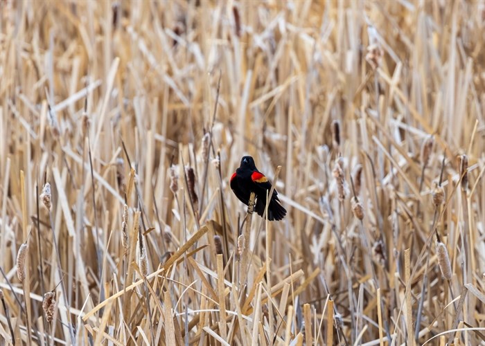 iN PHOTOS: Migratory birds are returning to Okanagan, Kamloops | iNFOnews.ca iN PHOTOS: Migratory birds are returning to Okanagan, Kamloops | iNFOnews.ca