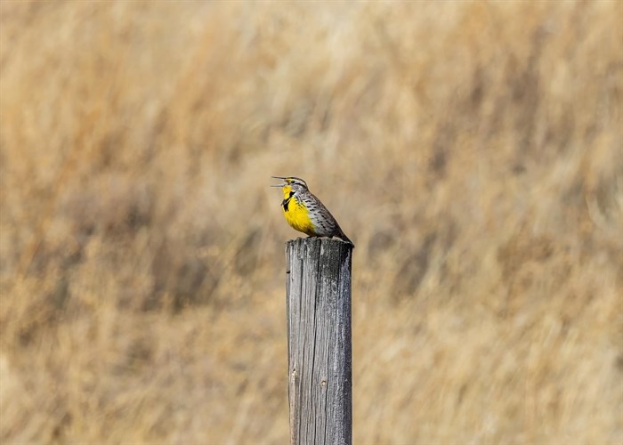 iN PHOTOS: Migratory birds are returning to Okanagan, Kamloops | iNFOnews.ca iN PHOTOS: Migratory birds are returning to Okanagan, Kamloops | iNFOnews.ca