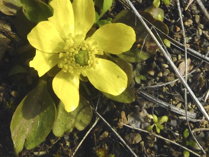 iN PHOTOS: Late winter blooms a sign of spring in Kamloops, Okanagan | iNFOnews.ca iN PHOTOS: Late winter blooms a sign of spring in Kamloops, Okanagan | iNFOnews.ca