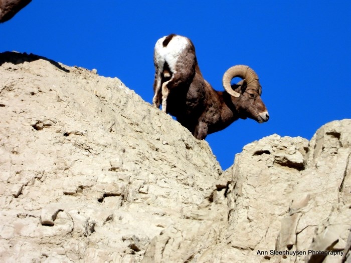 iN PHOTOS: Wild animals go bottoms up in Kamloops, Okanagan | iNFOnews.ca iN PHOTOS: Wild animals go bottoms up in Kamloops, Okanagan | iNFOnews.ca