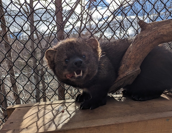 iN PHOTOS: Kamloops' BC Wildlife Park releases fishers, makes one permanent resident | iNFOnews.ca iN PHOTOS: Kamloops' BC Wildlife Park releases fishers, makes one permanent resident | iNFOnews.ca