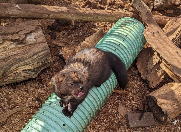iN PHOTOS: Kamloops' BC Wildlife Park releases fishers, makes one permanent resident | iNFOnews.ca iN PHOTOS: Kamloops' BC Wildlife Park releases fishers, makes one permanent resident | iNFOnews.ca